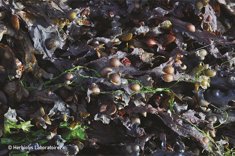 Phyothérapie de Fucus - Extrait de plante fraîche Bio - Herbiolys Laboratoire